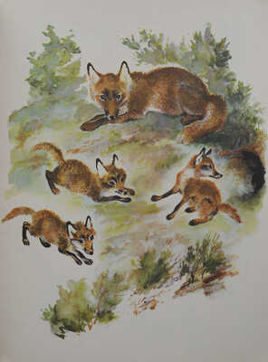 Чарушин Е.И. Болтливая сорока / Рис. автора. 3-е изд. Л.: Художник РСФСР, 1975.